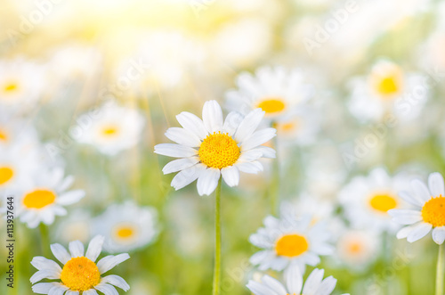 Chamomile flowers as background © fotolesnik