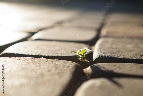 plant is growing through the paved road. shallow focus.