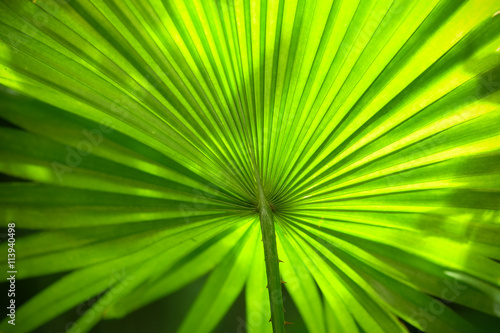 Texture of a green leaves background