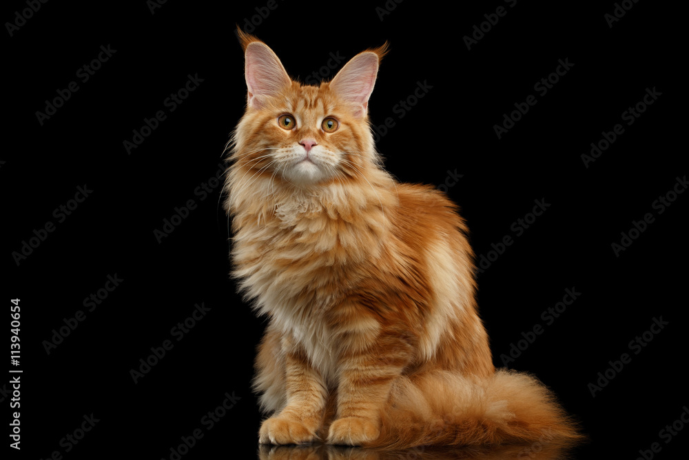 Beautiful Red Maine Coon Cat Sitting with Large Ears and Looking in Camera Isolated on Black Background, Front view