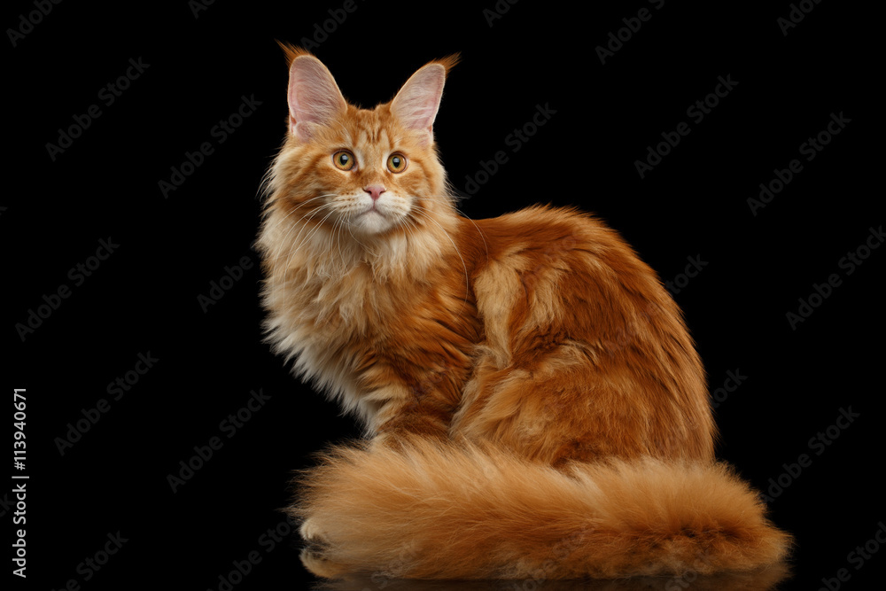 Beautiful Red Maine Coon Tabby Cat Sitting with Large Ears and Furry