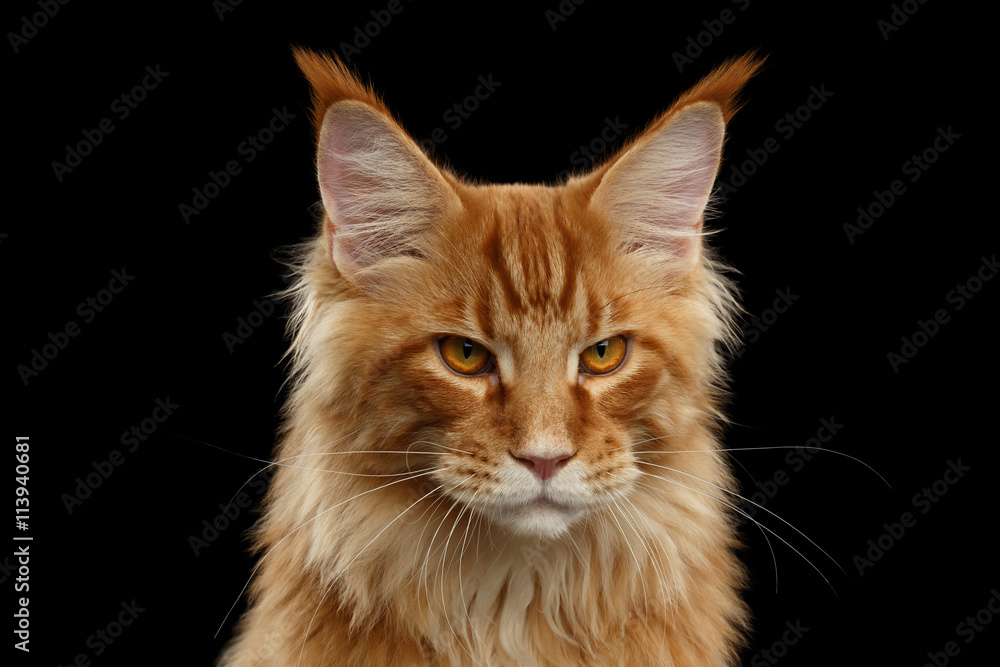 Close-up Portrait of Angry Red Maine Coon Cat Looks in Camera Isolated on Black Background Close-up Portrait of Angry Red Maine Coon Cat Looks in Camera Isolated on Black Background