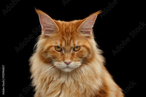 Close-up Portrait of Angry Red Maine Coon Cat Looks in Camera Isolated on Black Background