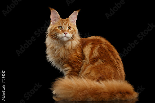 фотографія Beautiful Red Maine Coon Tabby Cat Sitting with Large Ears and Furry Tail Lookin