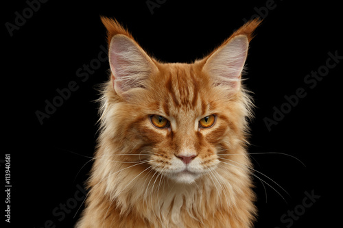 Close-up Portrait of Angry Red Maine Coon Cat Looks in Camera Isolated on Black Background