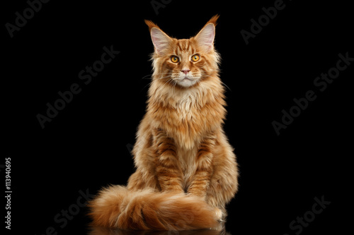 Beautiful Red Maine Coon Cat Sitting with Large Ears and Furry Tail Looking in Camera Isolated on Black Background, Front view