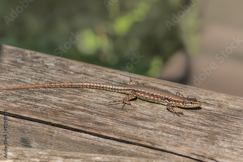 Salamander auf einem Holzboden