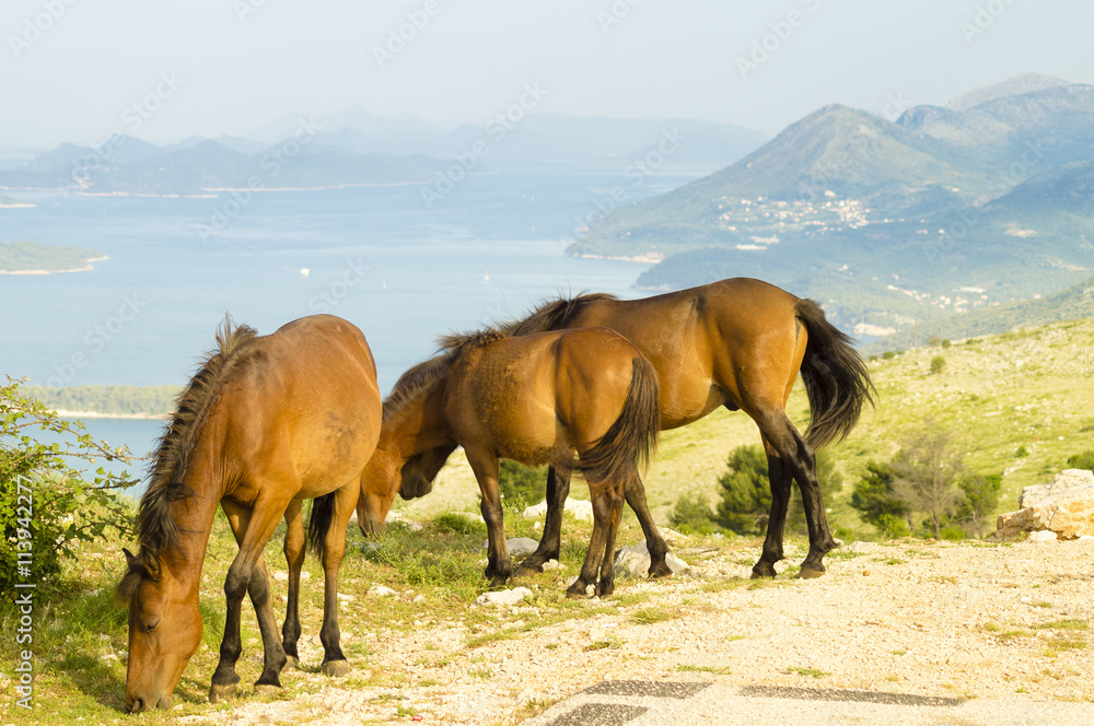 horses grazing in the Croatian mountains in the area of Dubrovnik
