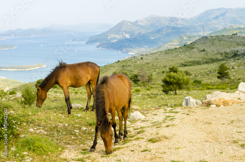 horses grazing in the Croatian mountains in the area of Dubrovnik   © Mike Mareen