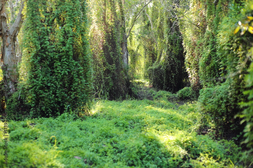 Green Forest in Rayong at Thailand Green Forest in Rayong at Thailand