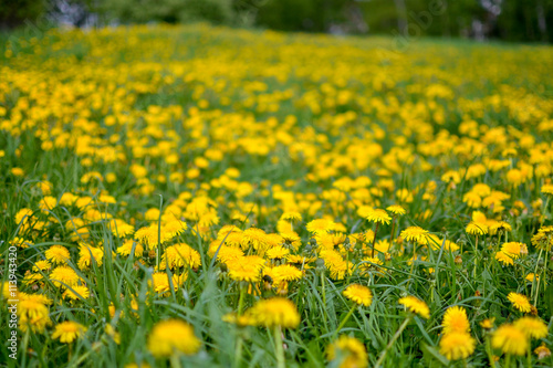 green & yellow meadow in the countryside covered with dandelions