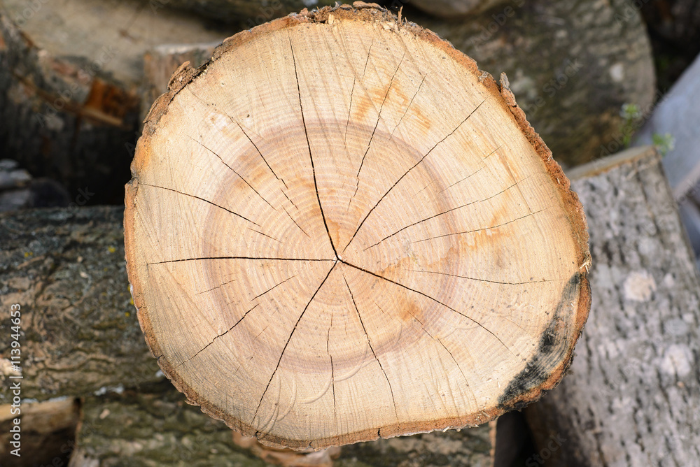 Cracked log. background of cracked section of old dry wood Cracked log. background of cracked section of old dry wood