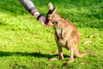 Wandcirkels Kangoeroe Kangoeroe eet uit de hand  © myphotobank.com.au
