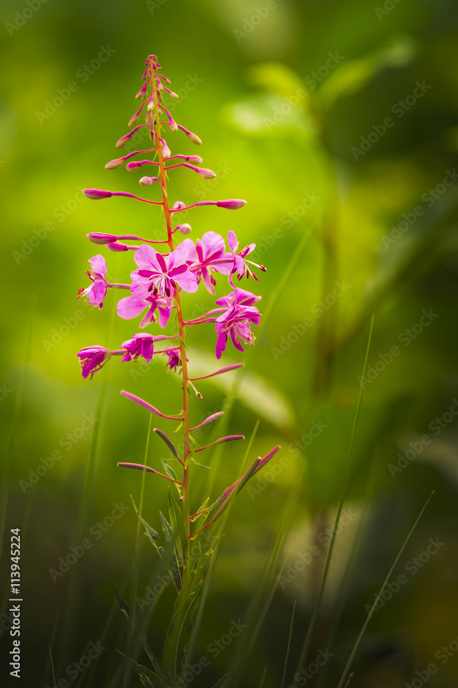 Obraz premium Kleinblättriges Weidenröschen
