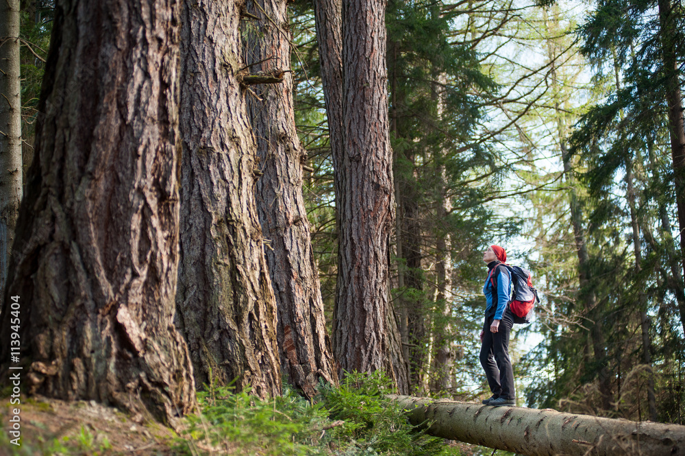Old female hiker in sportswear with a red backpack staying on a big laying tree in the forest. Outdoors activities.