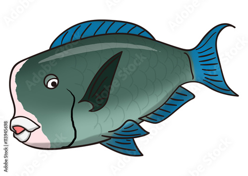ユニークな魚のイラスト カンムリブダイ Stock Illustration Adobe Stock ユニークな魚のイラスト カンムリブダイ Stock Illustration Adobe Stock