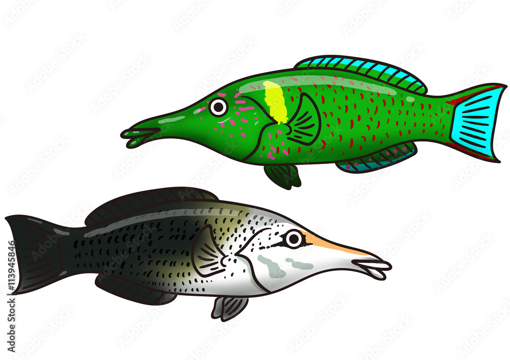 ユニークな魚のイラスト クギベラ Stock Illustration Adobe Stock