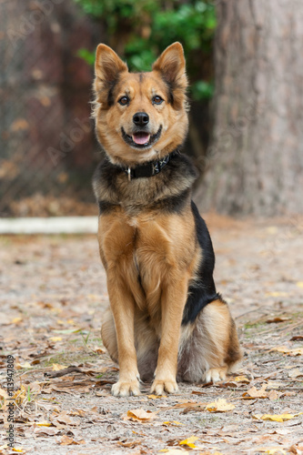 German Shepherd Dog also known as Alsatian
