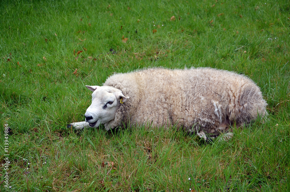 Obraz premium tired white sheep lying on green grass photography