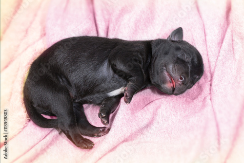 newborn puppy dog sleeping black labrador retriever age one day on blanket
