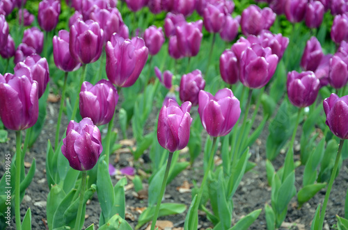 bed of colorful tulips in the park in spring