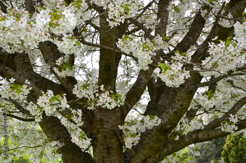 blossoming tree crown detail spring nature photography photo