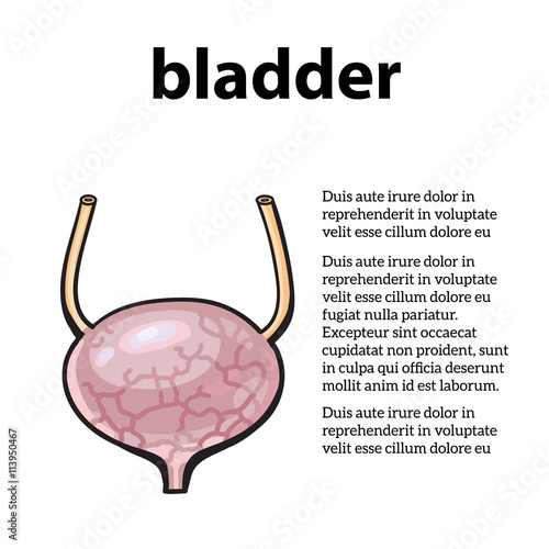 detailed image of human bladder, vector sketch hand-drawn illustration isolated on white background, human bladder, human internal organs, health and biology bladder