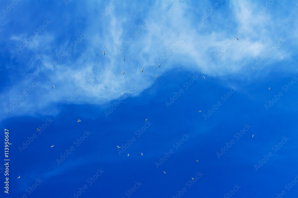Naklejka premium seagulls soar in the bright blue sky with clouds, background