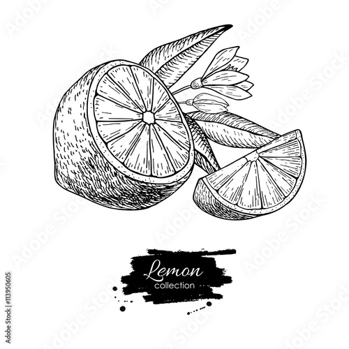 Vector hand drawn lemon or lime fruit with flower and leaf on br