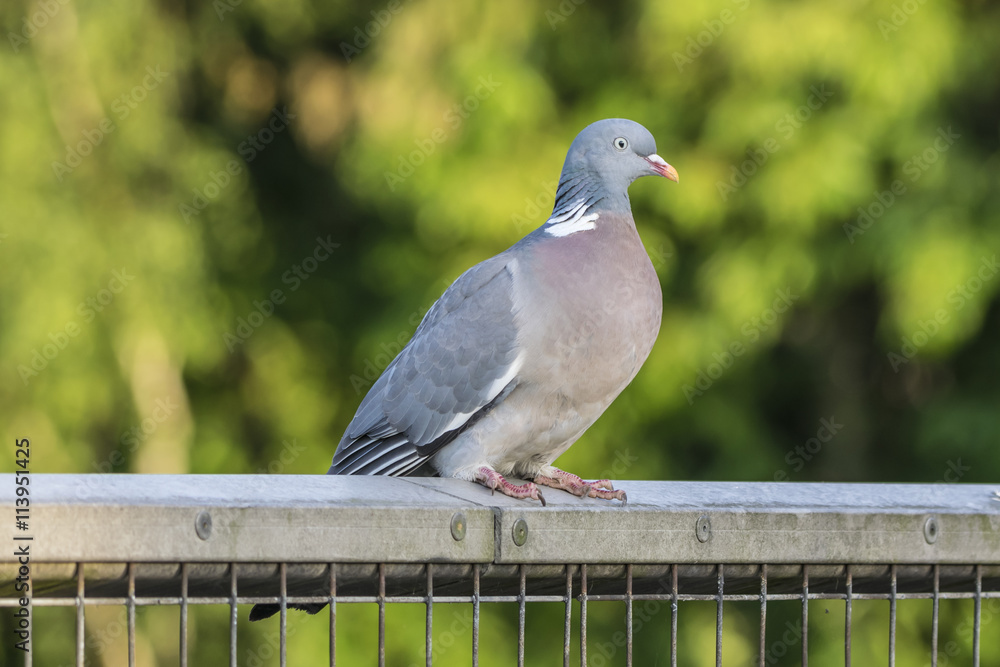Obraz premium Wood Pigeon on a Fence