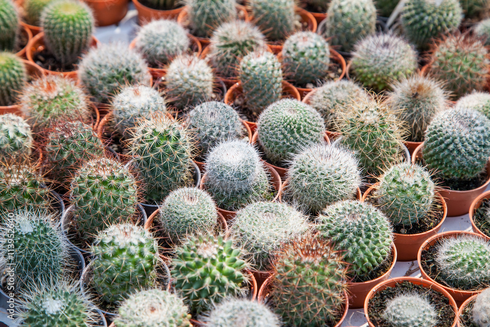 Cactus in a pot Cactus in a pot