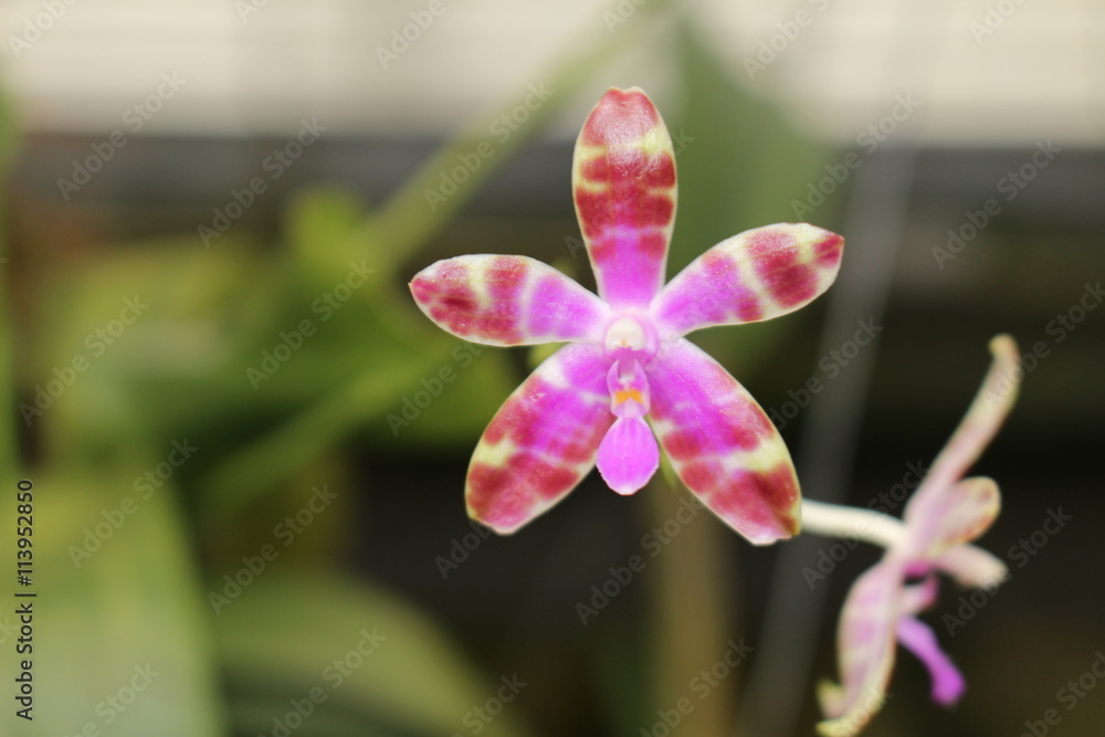 Maria's Phalaenopsis" orchid flower in St. Gallen, Switzerland. Its Latin  name is Phalaenopsis Mariae, named after Maria Burbidge, native to  Kalimantan in Indonesia and Philippines. Stock Photo | Adobe Stock