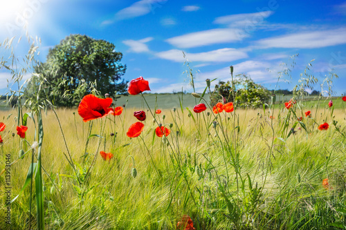 Fototapeta Naklejka Na Ścianę i Meble -  Mohnblumen, Klatschmohn, Feldblumen