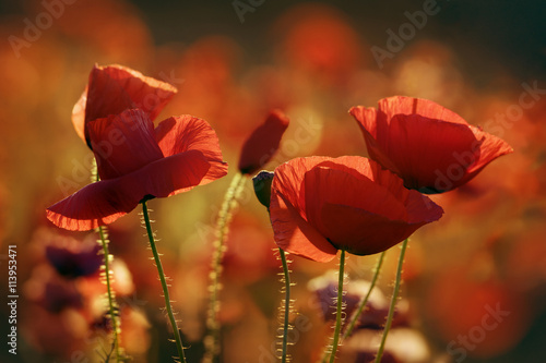 Fototapeta Naklejka Na Ścianę i Meble -  Poppy's Field in the Sunny Morning