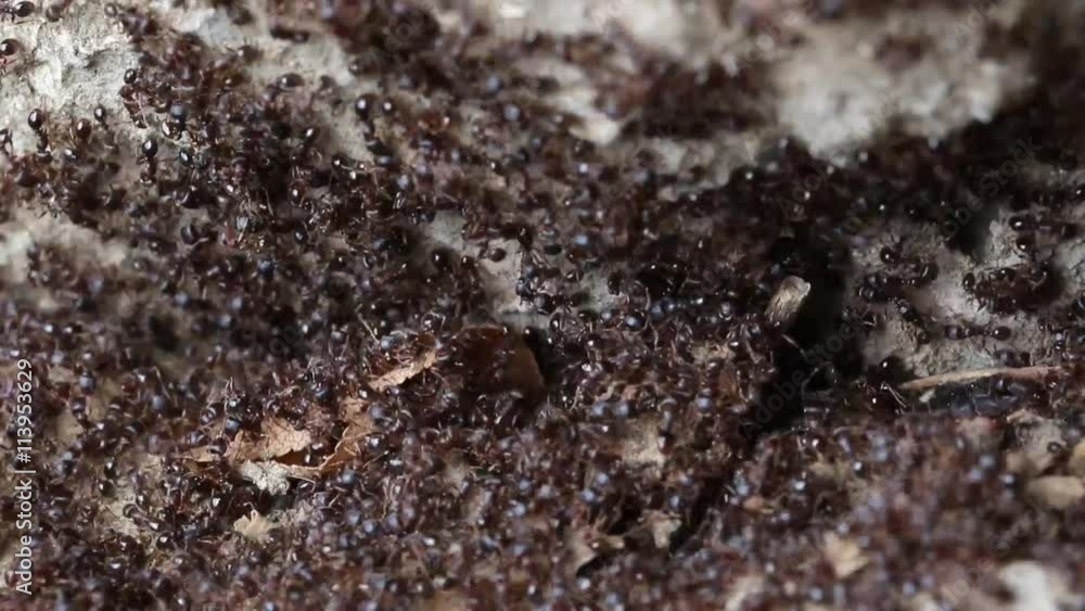 Colony ants collecting looking for food on leaf Colony ants collecting looking for food on leaf