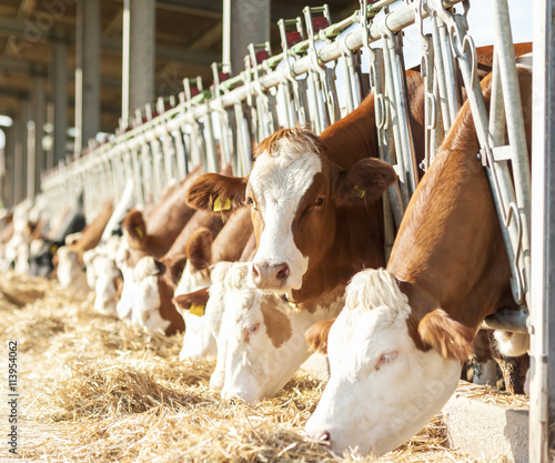 Cows eating hay in cowshed