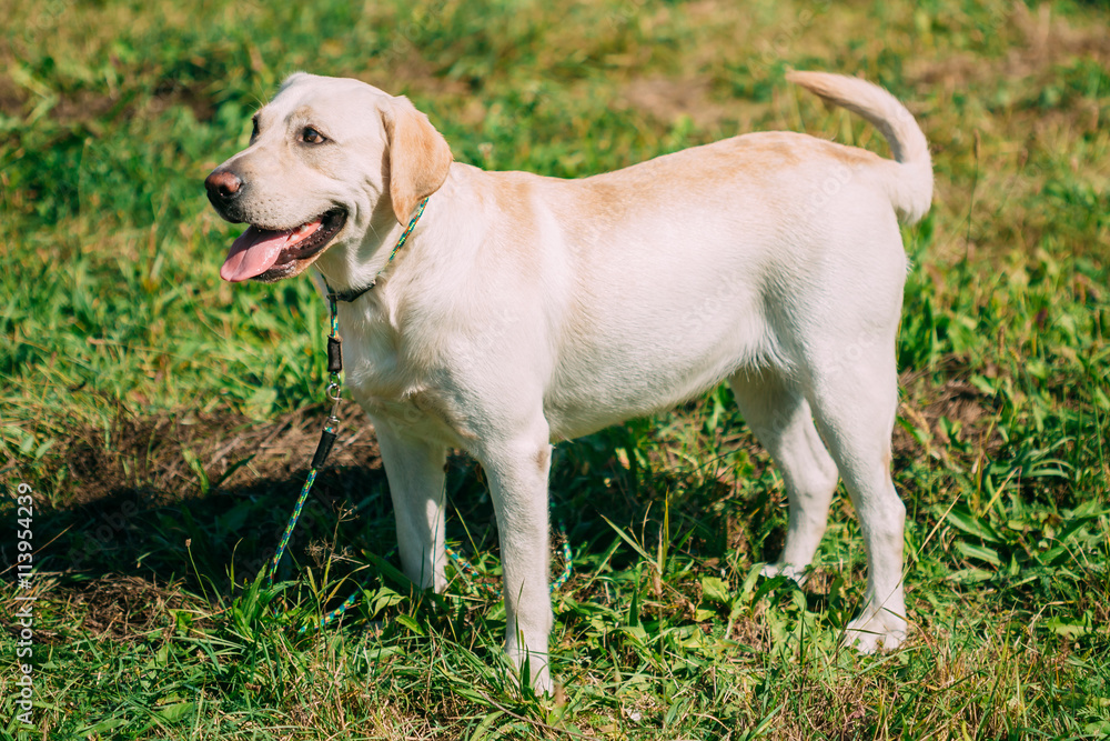 White Labrador Dog Standing On Green Grass Outdoor
