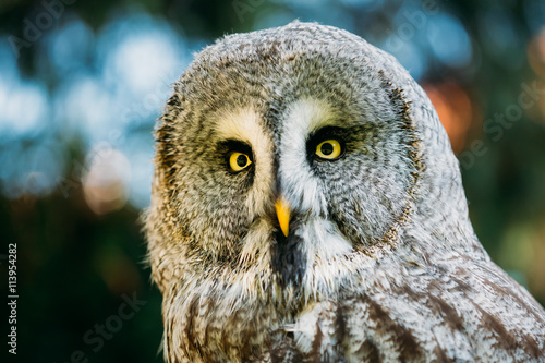 Great Grey Owl Or Great Gray Owl Strix Nebulosa Is Wild Bird