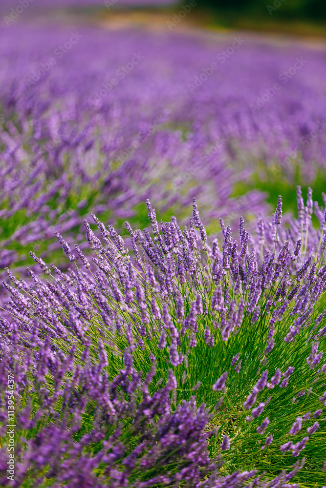 Fototapeta premium Blurred background of Blooming Purple Lavender Flowers Field in 