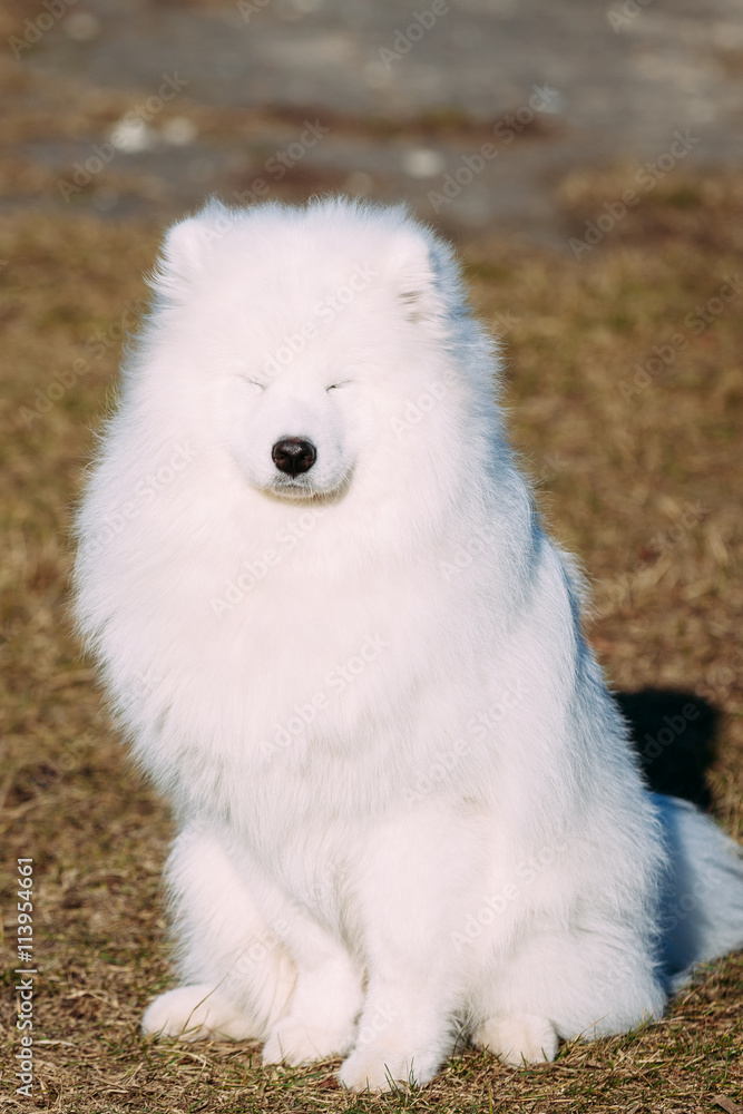 Funny Lovely Young White Samoyed Dog Outdoor