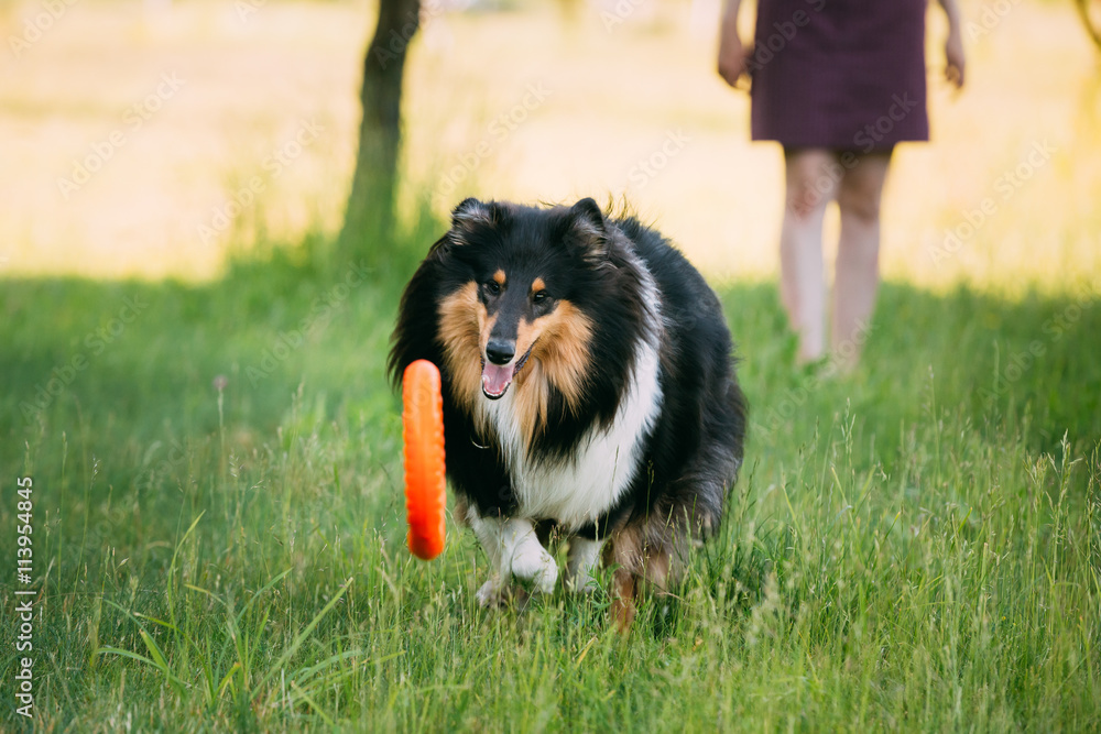 Shetland Sheepdog, Sheltie, Collie. Play Outdoor In Summer Grass