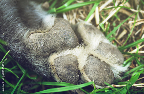 Obraz na plátně Paw gray shepherd dog on the grass background