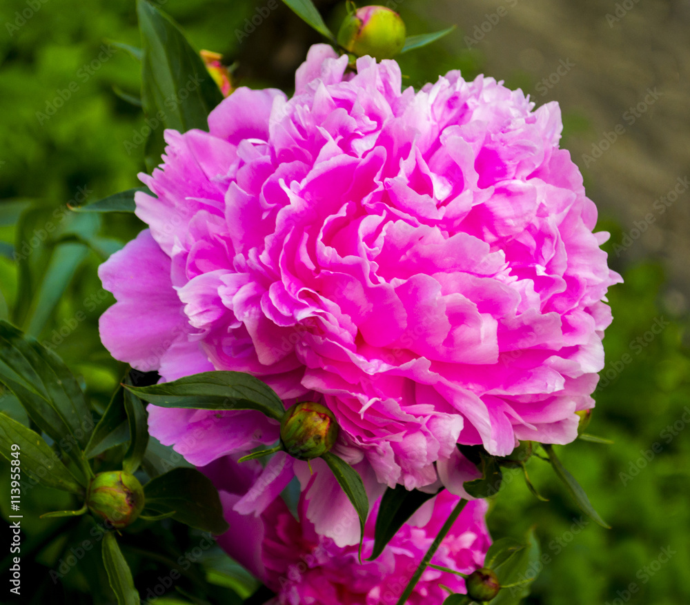 Peonies. peony flowers. sprig of blooming peony flowers. bloomin Peonies. peony flowers. sprig of blooming peony flowers. bloomin