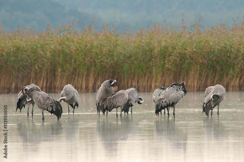 Cranes (Grus grus) on a lake at dawn