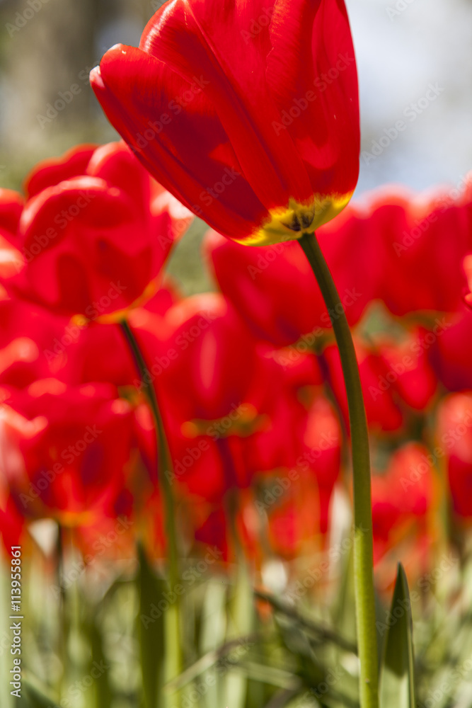 Naklejka premium field of tulips
