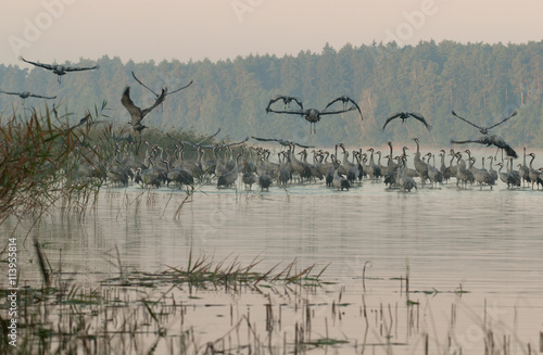 Cranes (Grus grus) at the fall meeting photo