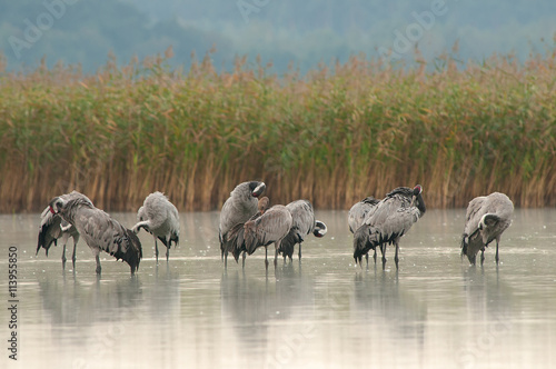 Obraz na płótnie Cranes (Grus grus) on a lake at dawn w salonie