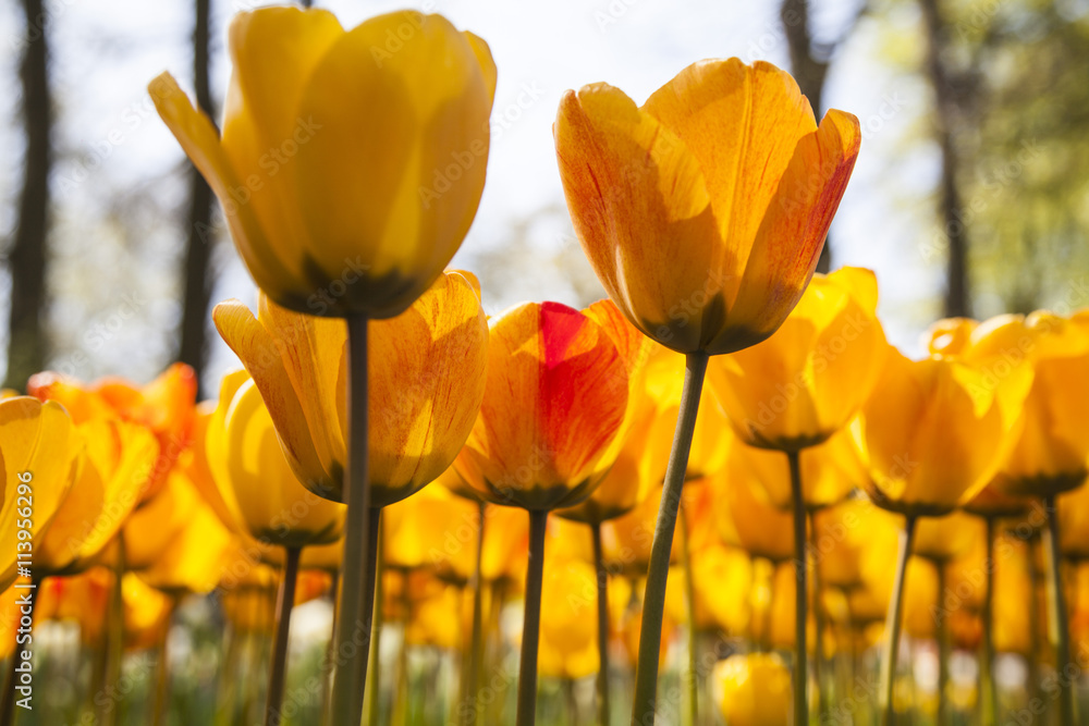 Fototapeta premium field of tulips