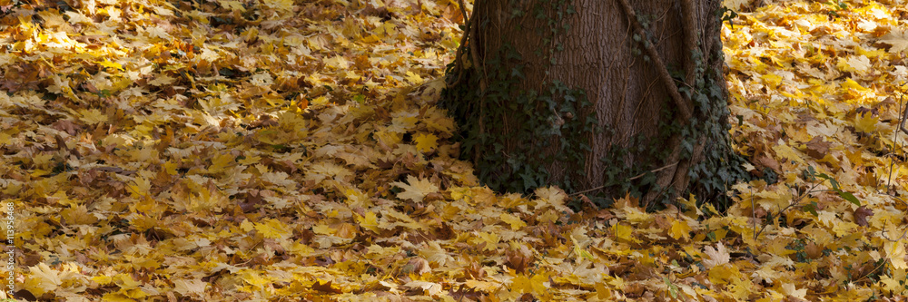 Herbstlaub, Rombergpark, Dortmund, Nordrhein-Westfalen, Deutschland Herbstlaub, Rombergpark, Dortmund, Nordrhein-Westfalen, Deutschland