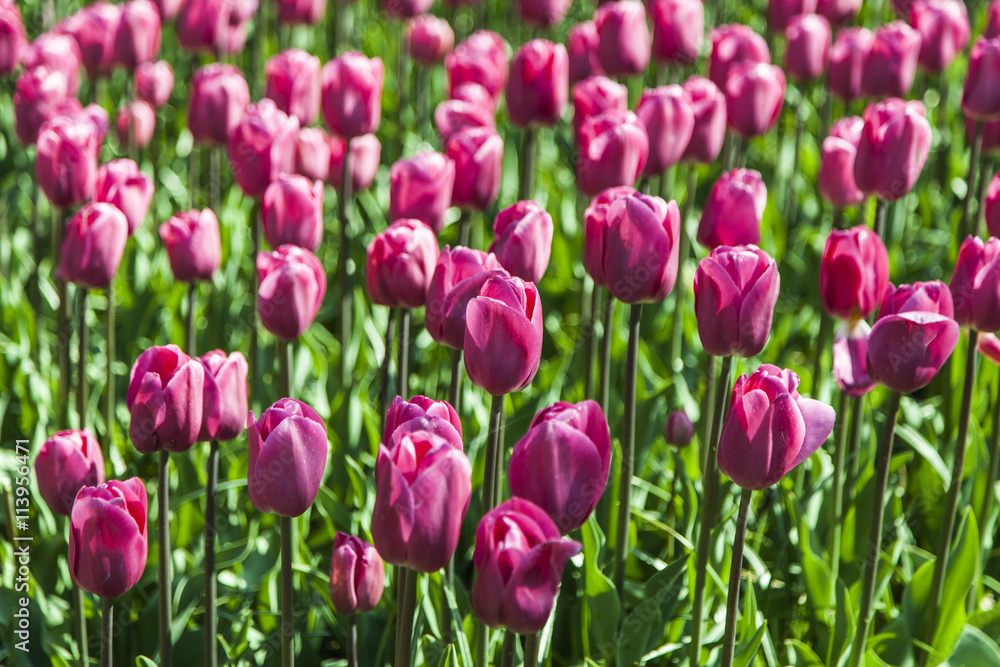 field of tulips field of tulips